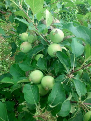 リンゴの摘果